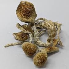 Buy Golden Magic Mushroom for sale Australia