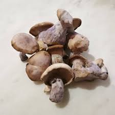 Buy Blue Foot Mushroom for sale online Australia